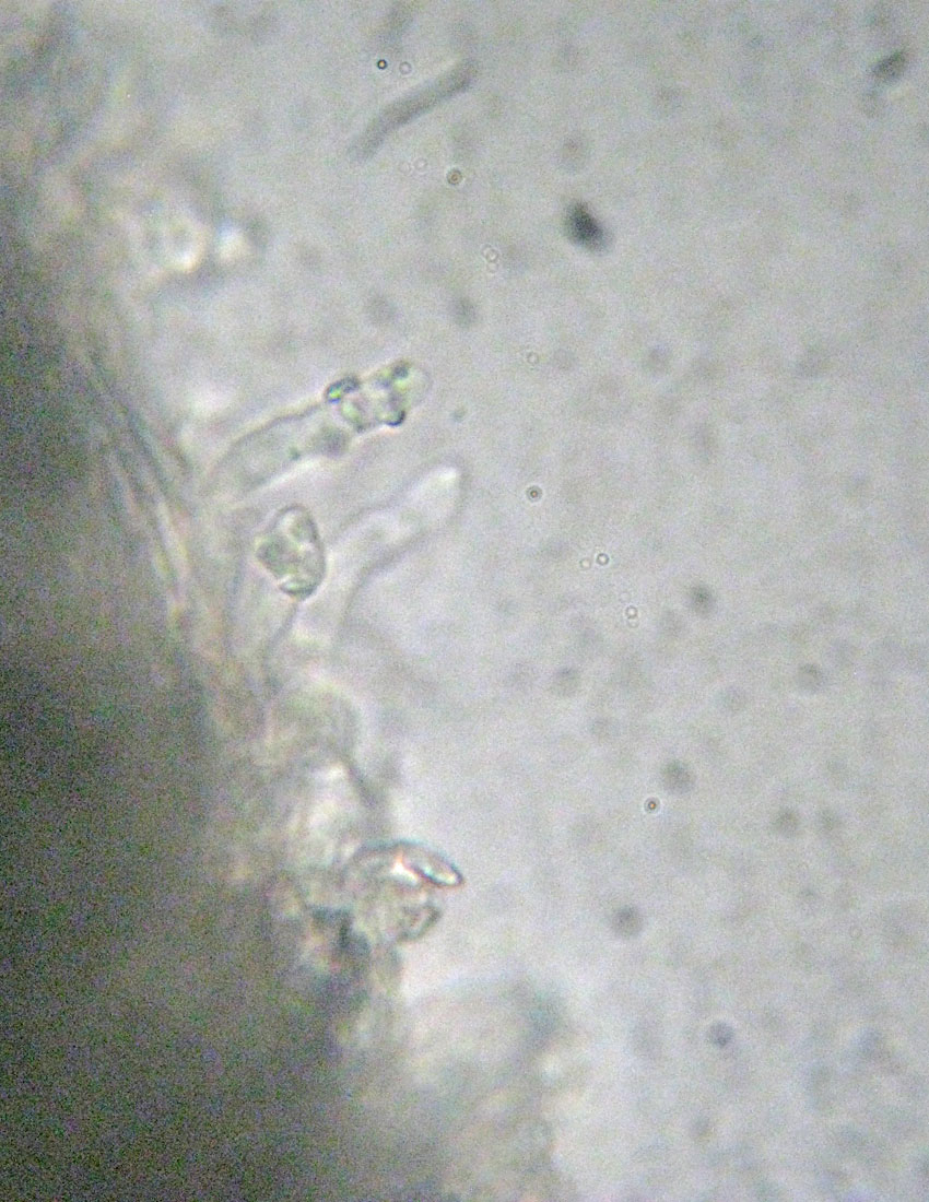 Steccherinum?